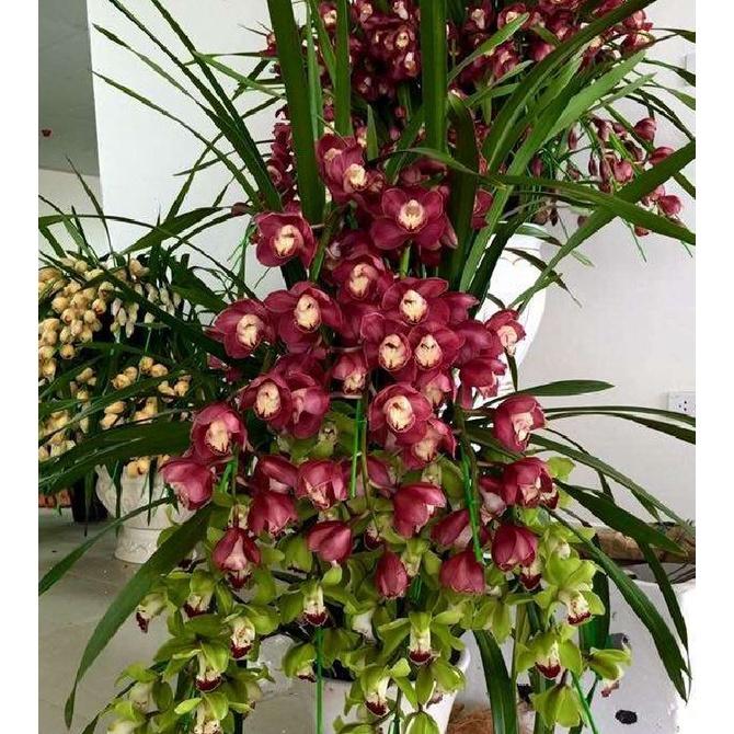 Combo 2 Củ hoa địa lan santo hoa màu tím