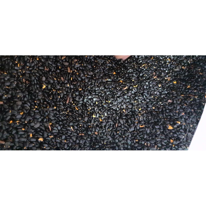 Hạt giống keo tai tượng trồng rừng - gói 100 gram