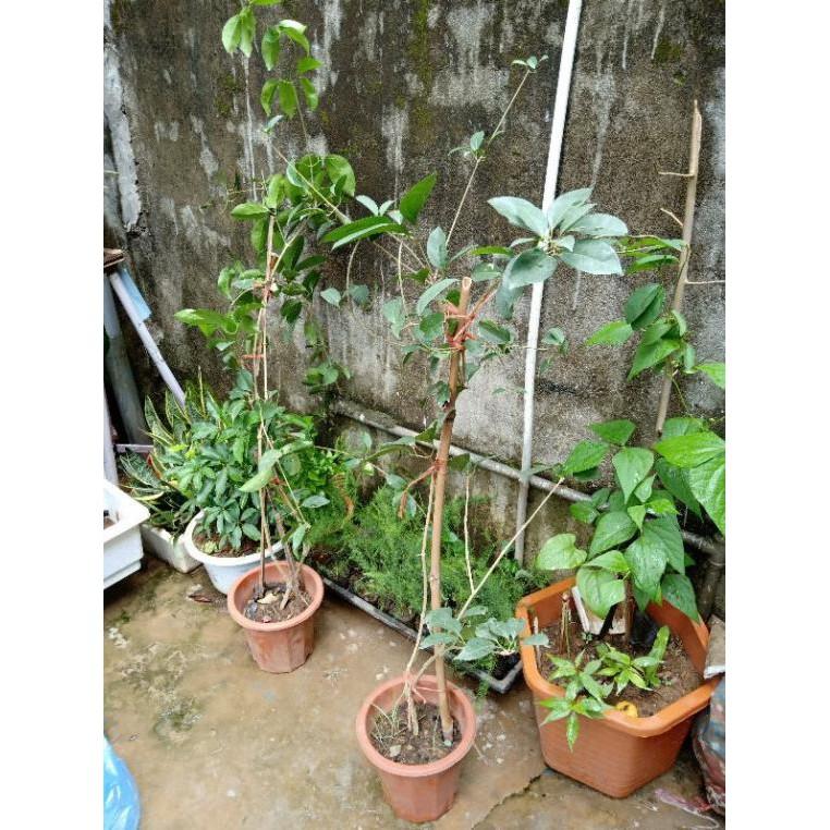 Cây Lan Tỏi_Hồng Anh chiết cành