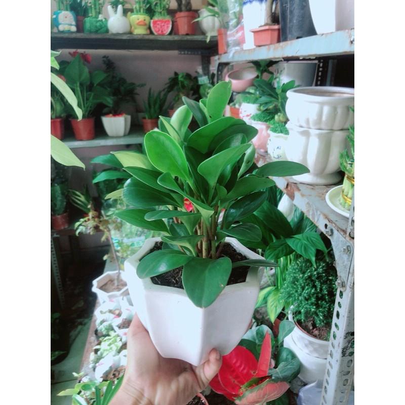 Chậu Cây Trường Sinh