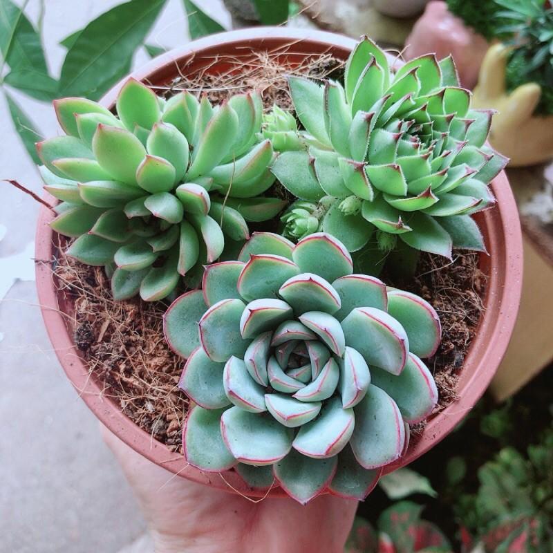 Sen Đá Mix 3 Cây Lớn