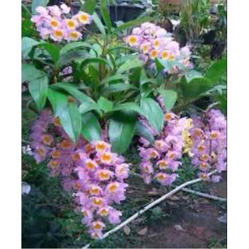 CHẬU LAN KIỀU TÍM, KIỀU HỒNG ,DÒNG LAN THỦY TIÊN