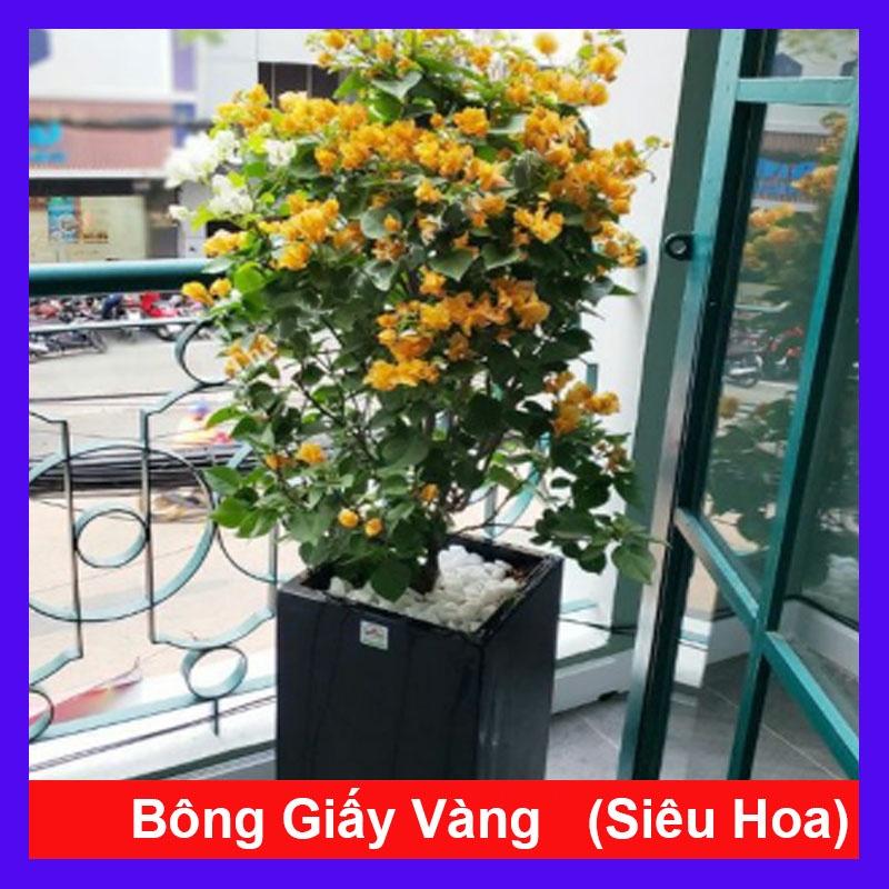 Cây Bông Giấy Vàng - cây cảnh vườn + tặng phân bón cho cây