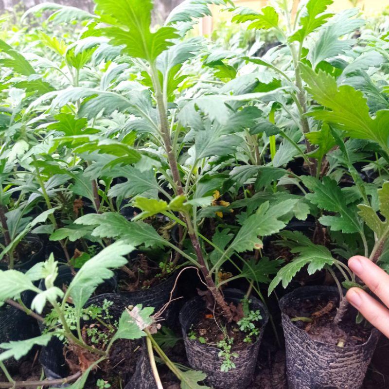 Cúc Tiểu Thư giá dọn vườn giá sỉ chỉ 5k
