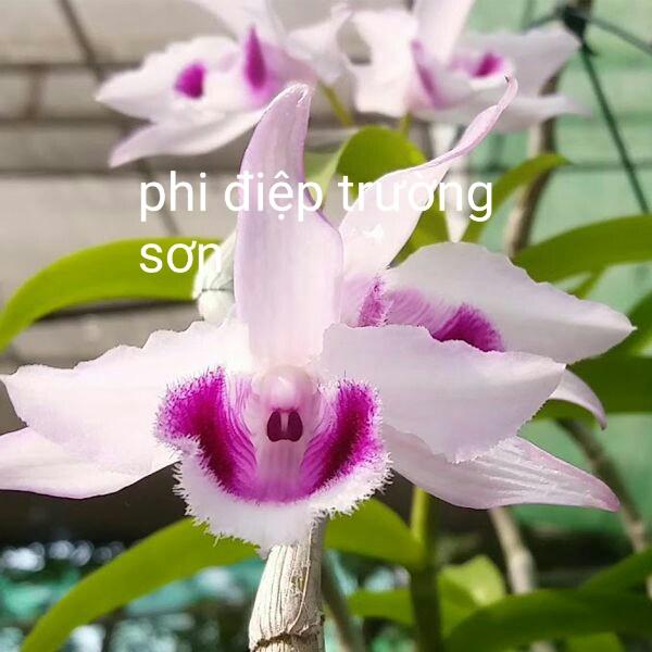 PHI ĐIỆP TRƯỜNG SƠN