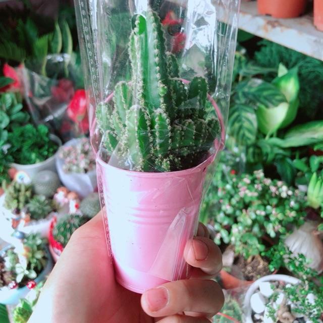 Chậu Xương Rồng Mini