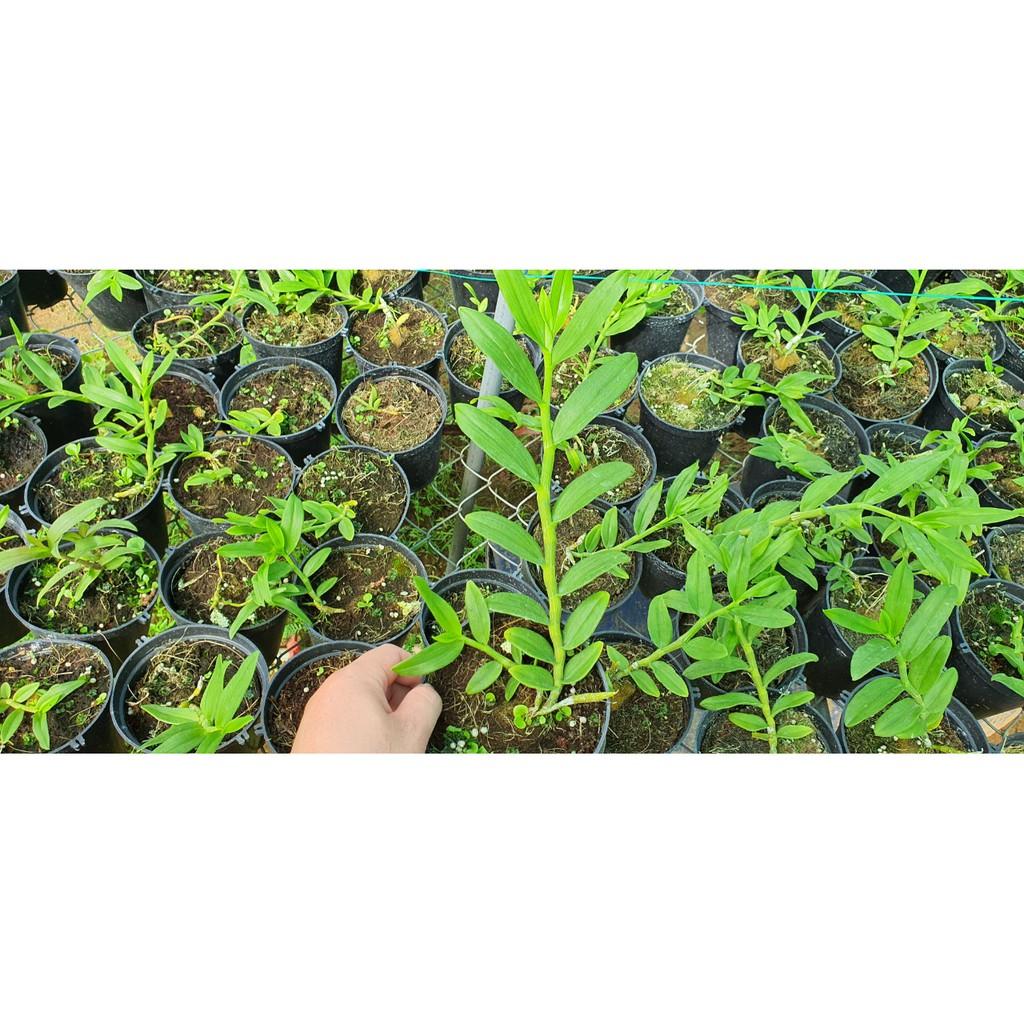 HOA LAN Nữ Hoàng Tuyết cây cực đẹp