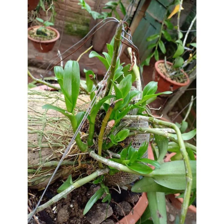 Ki phi điệp hòa bình