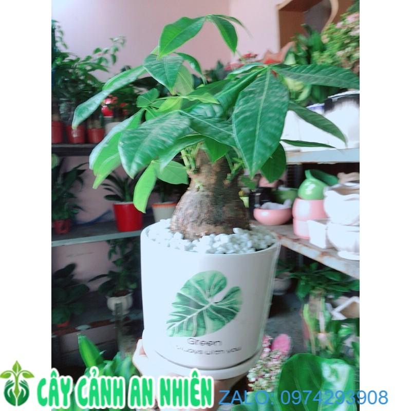 Chậu Kim Ngân 1 Thân