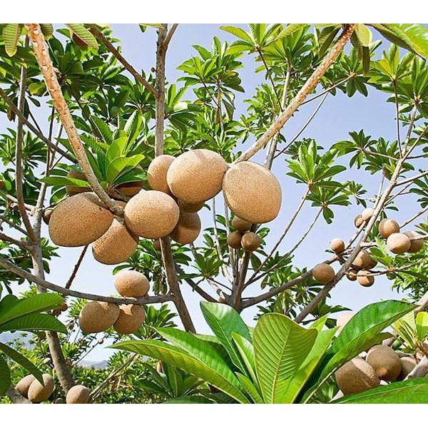 Cây giống Hồng Xiêm ghép