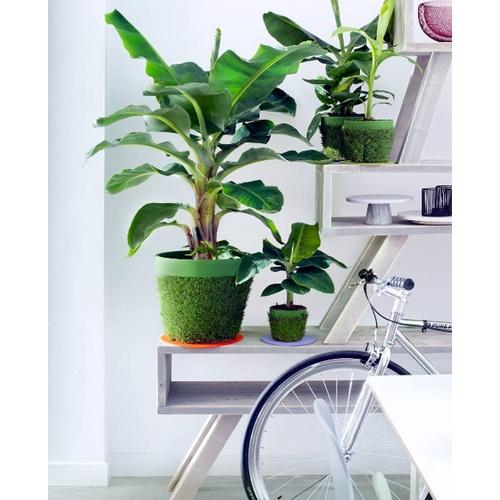 CÂY GIỐNG CHUỐI CẢNH MINI - TRỒNG CHẬU TRONG NHÀ - PHONG THỦY TỐT.