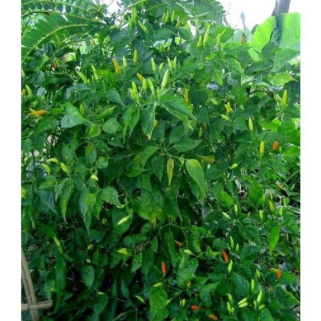 Hạt giống ớt thóc -gói 30 hạt/tặng kèm gói phân bón lót