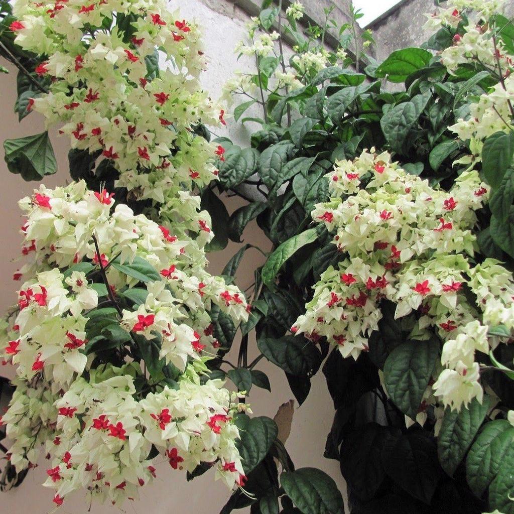 Hoa ngọc nữ trắng siêu hoa- cây giống