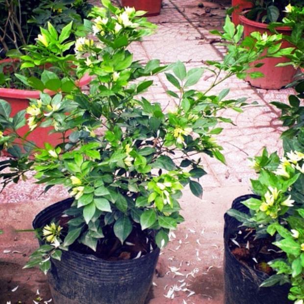 Cây nguyệt quế ra hoa quanh năm cao 50-60 cm -Không giao dc 19 tỉnh Miền Nam
