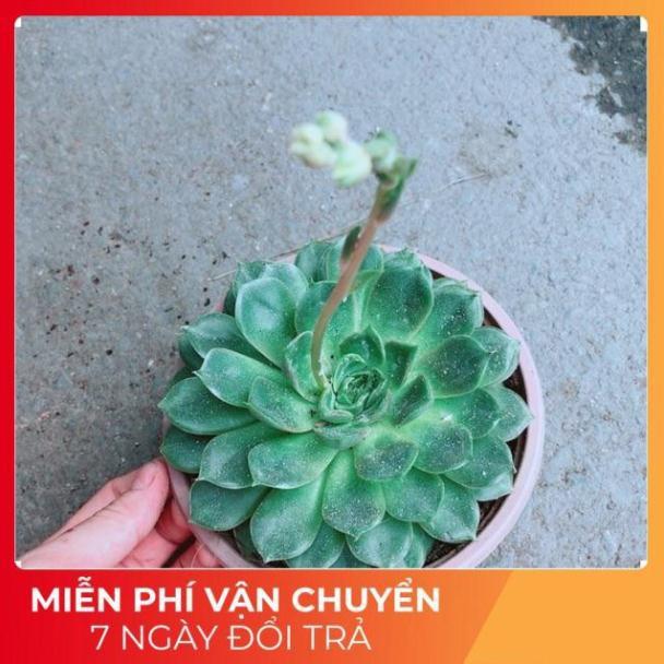 Sen Đá Hoa Hồng Đen