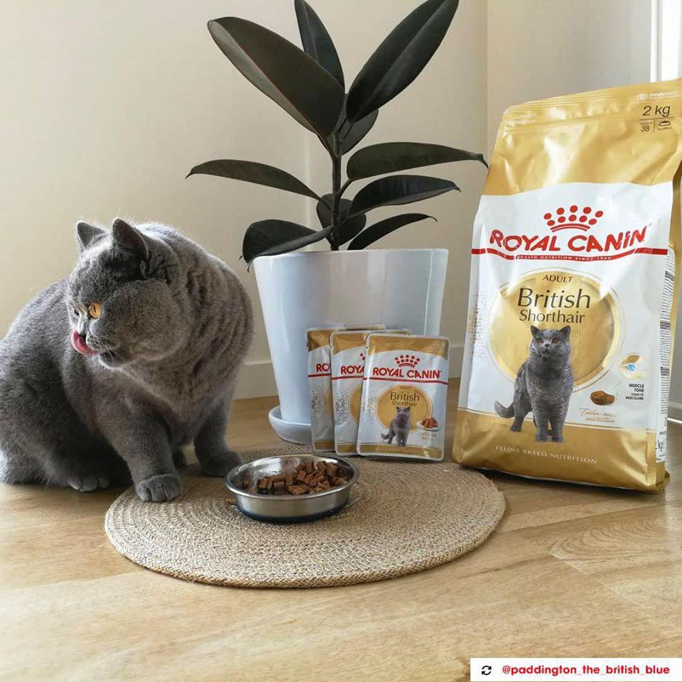 Hạt Royal Canin British Shorthair Adult Cho Mèo Lớn Anh Lông Ngắn Trưởng Thành - 400g