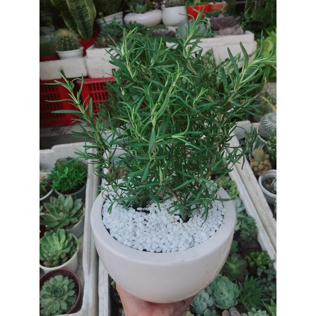 Chậu hương thảo