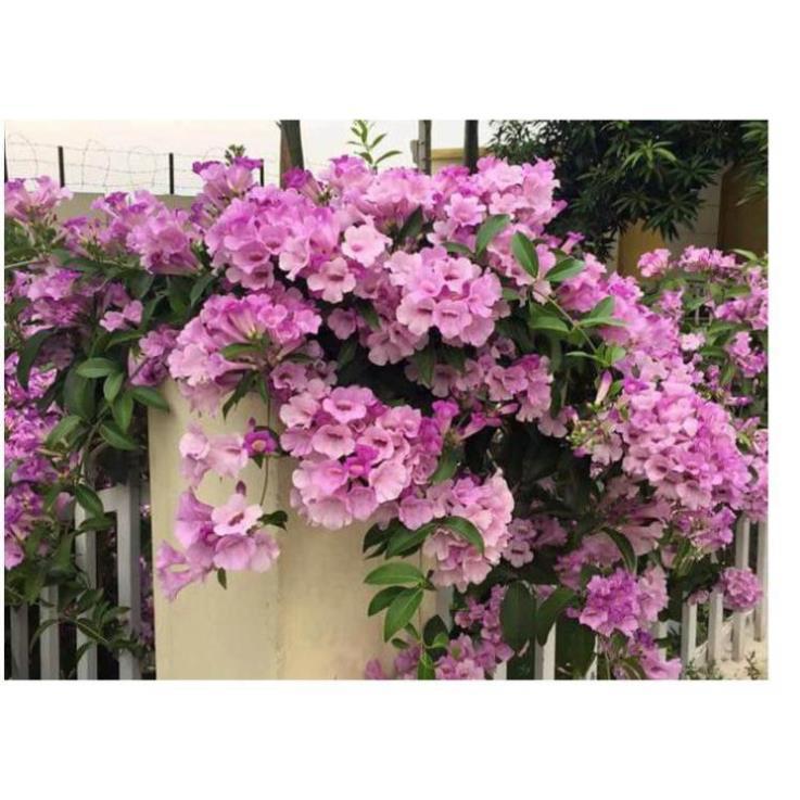 COM BO 2 Cây hoa Lan Tỏi-lan leo tỏi tím. bầu giống, giá rẻ