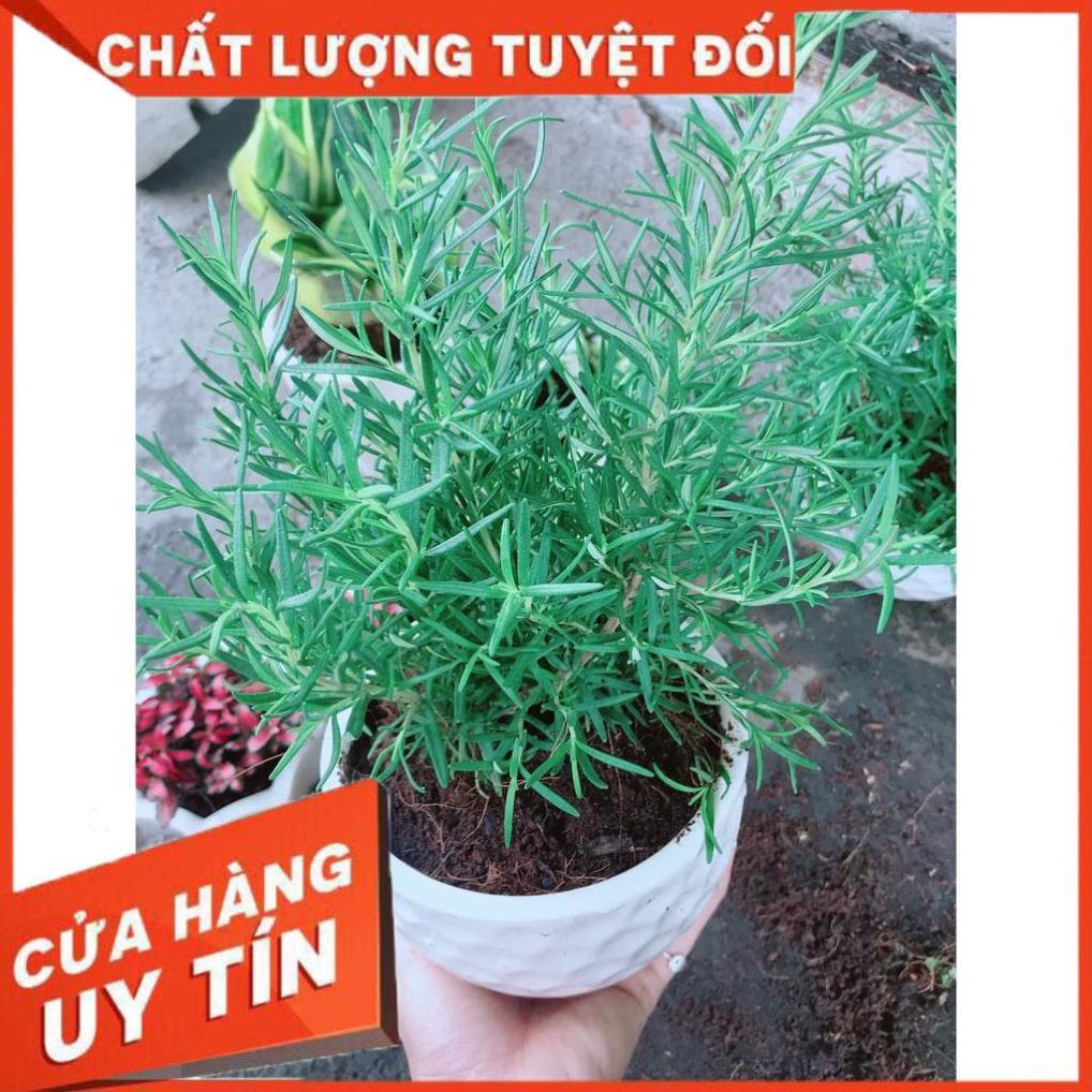 Chậu cây hương thảo Nhiều Người Mua