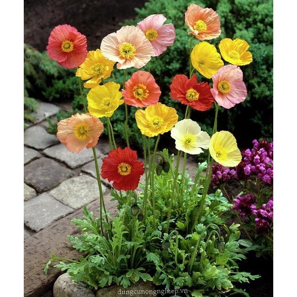 Hạt Giống Hoa Poppy Đơn Mix Màu KNS3730 - Gói 50 hạt