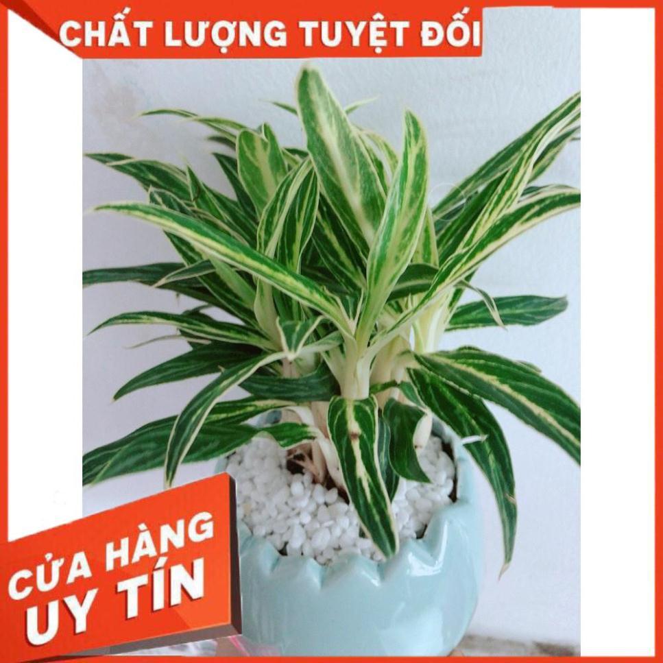 Chậu Cây Giữ Tiền Cho Gia Chủ