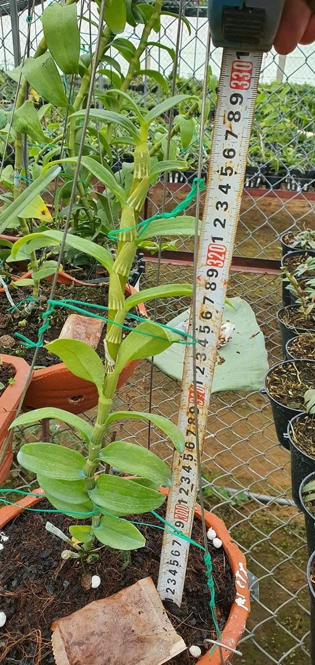 Phi điệp lai cực đẹp