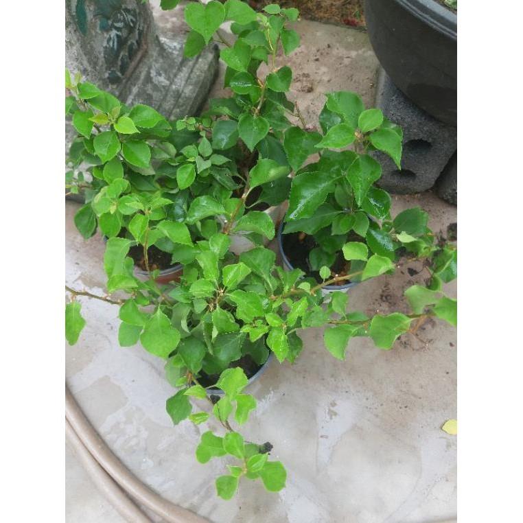 Cây hoa giấy màu đỏ kép _cây hình 2 3