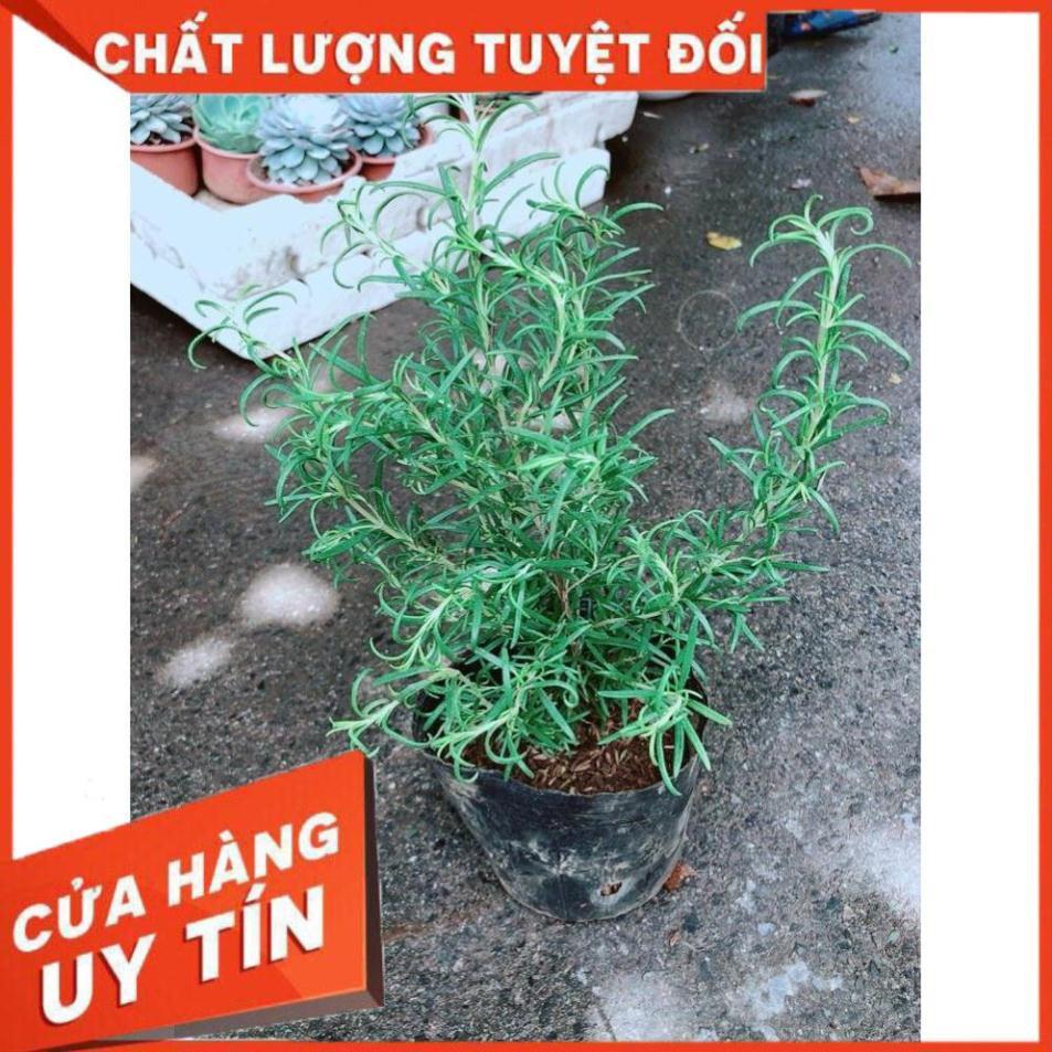 Hương Thảo Nhiều Người Mua