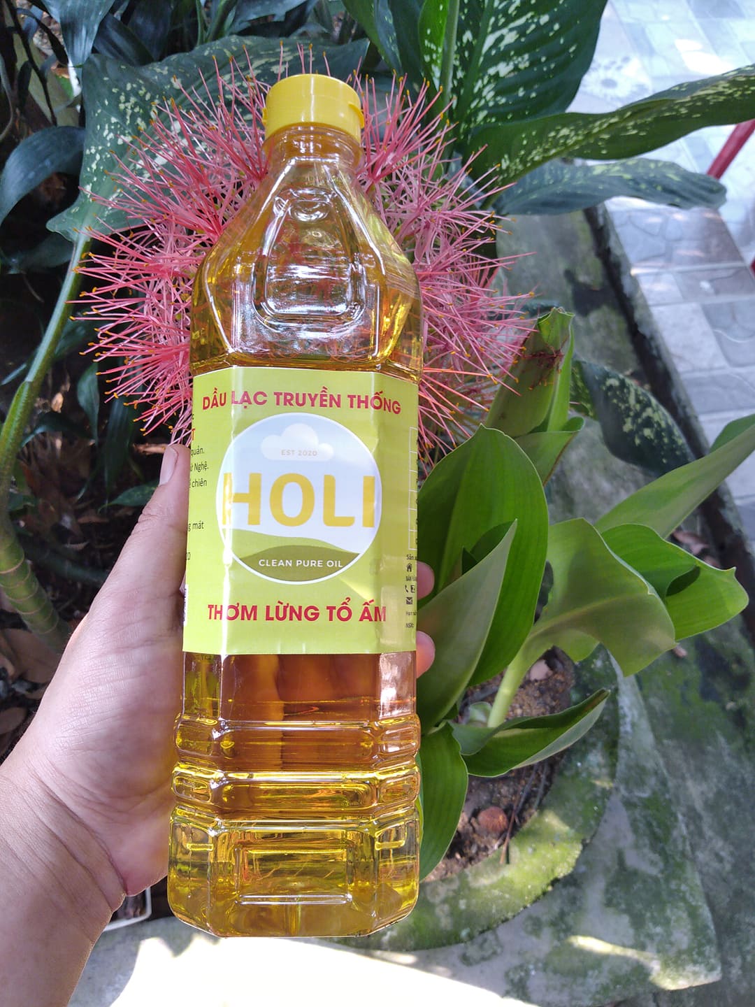 Dầu lạc truyền thống Holi