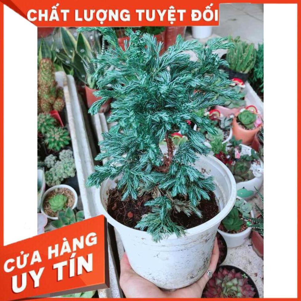 Cây Tùng Tuyết Nhiều Người Mua