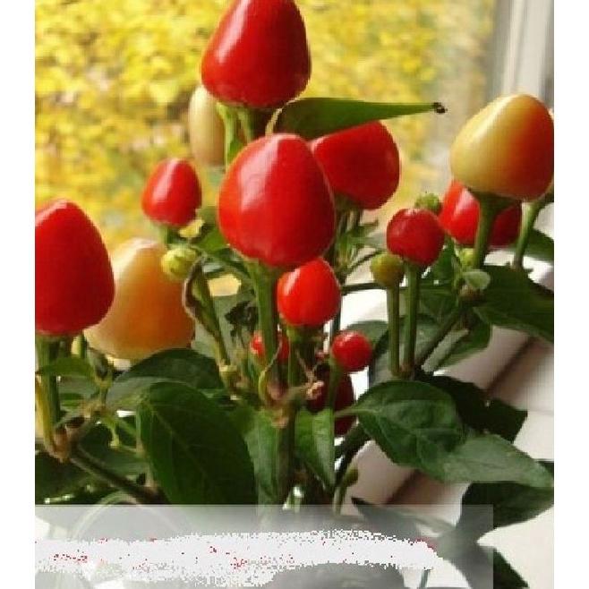 Hạt giống ớt đào tiên nhiều màu -gói 20 hạt/tặng kèm gói phân bón lót