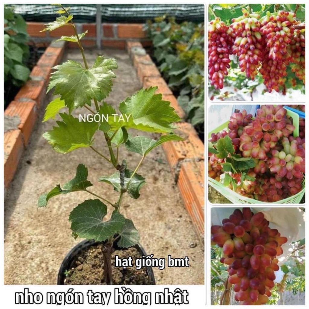 SẢN PHẨM: CÂY GIỐNG NHO NGÓN TAY HỒNG NHẬT SIÊU SỚM.