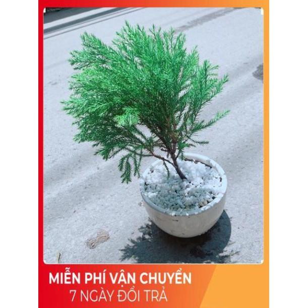 Chậu Tùng Bồng Lai