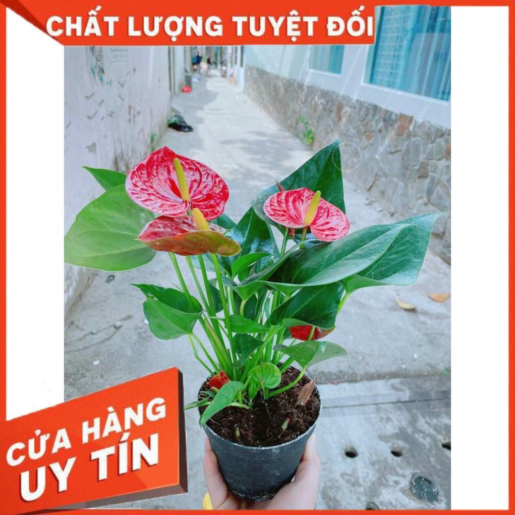 Chậu cây hồng môn Nhiều Người Mua