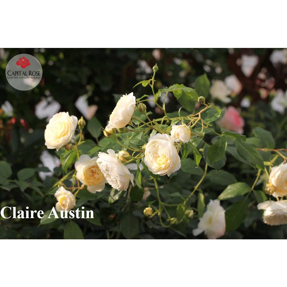 Hoa hồng ngoại Claire Austin Rose 2021 cực Hot