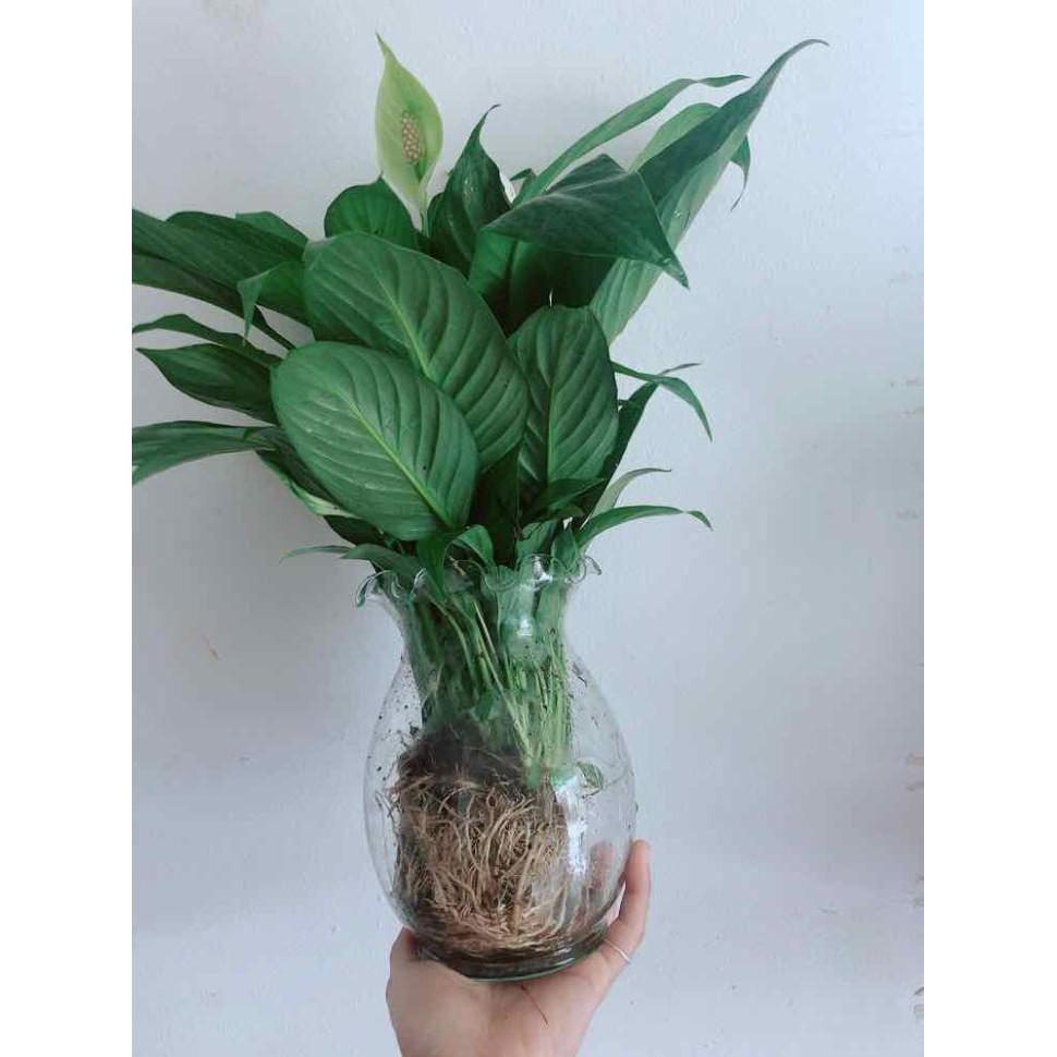 Chậu lan ý thuỷ sinh Bán Chạy