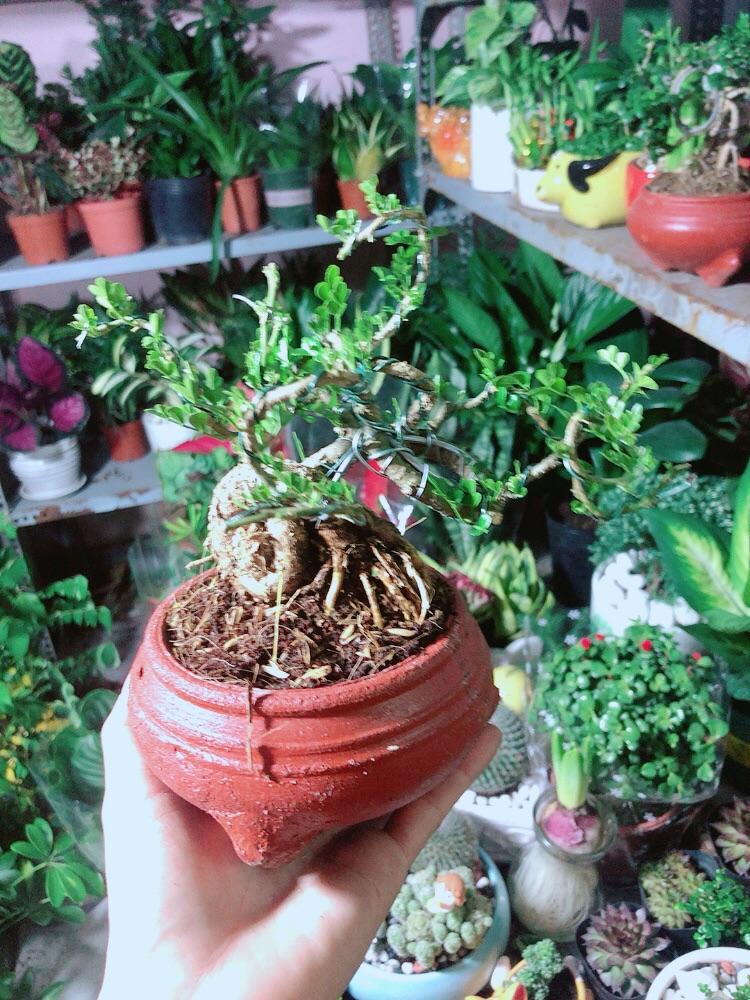 Chậu Cây Cần Thăng Bonsai