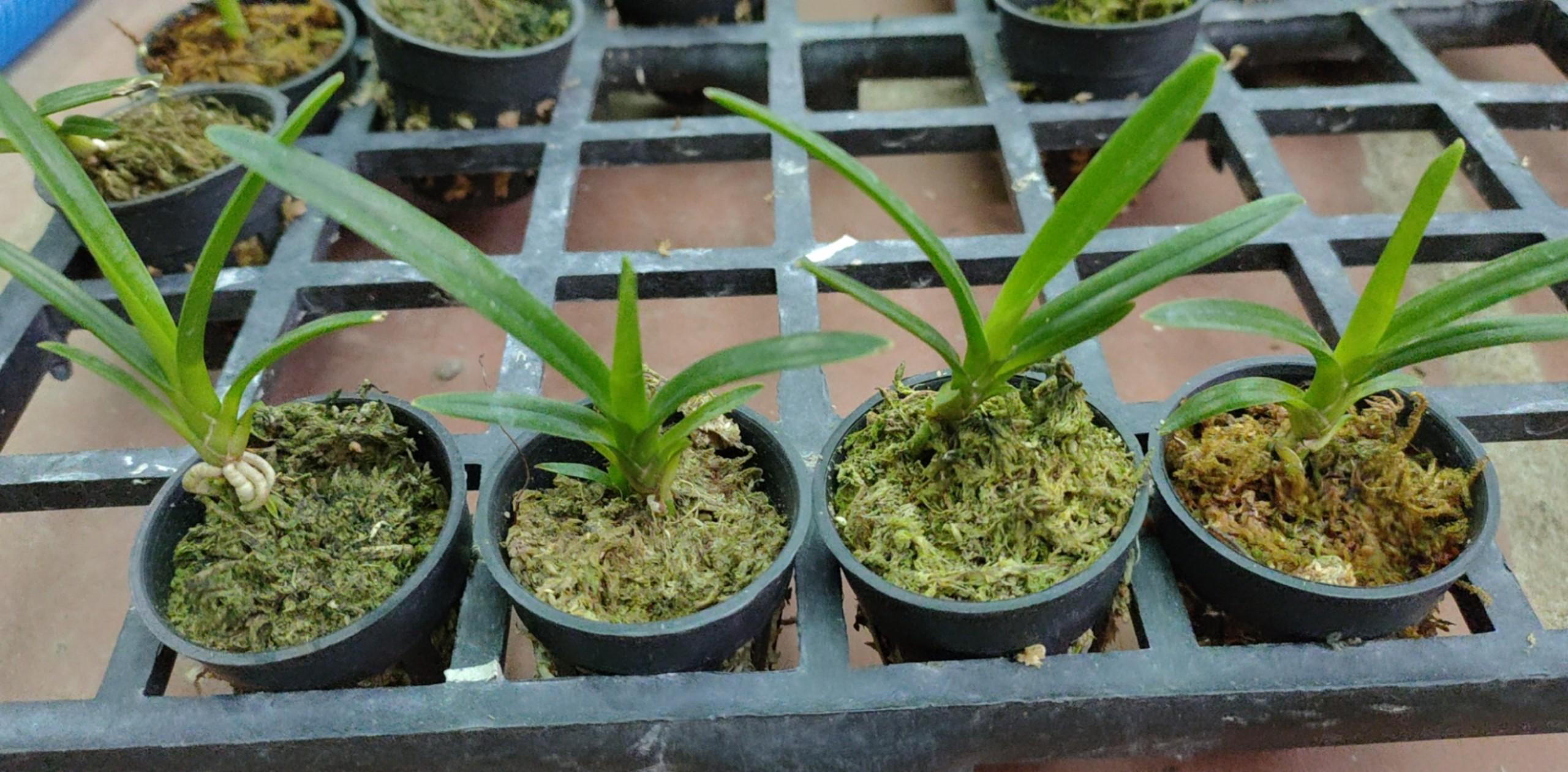 Hoa lan kiếm, Kiếm vị hoàng hàng cây giống