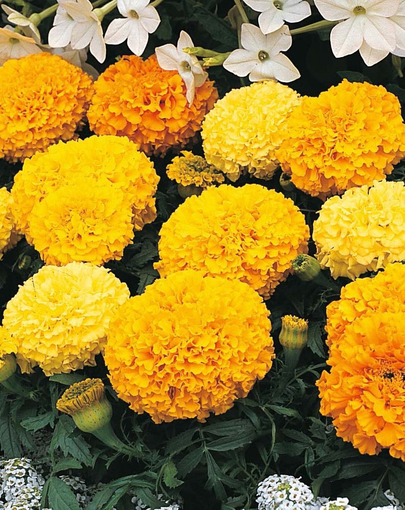 Hạt Giống Hoa Cúc Vạn Thọ Cao -Hoa Bền Đẹp
