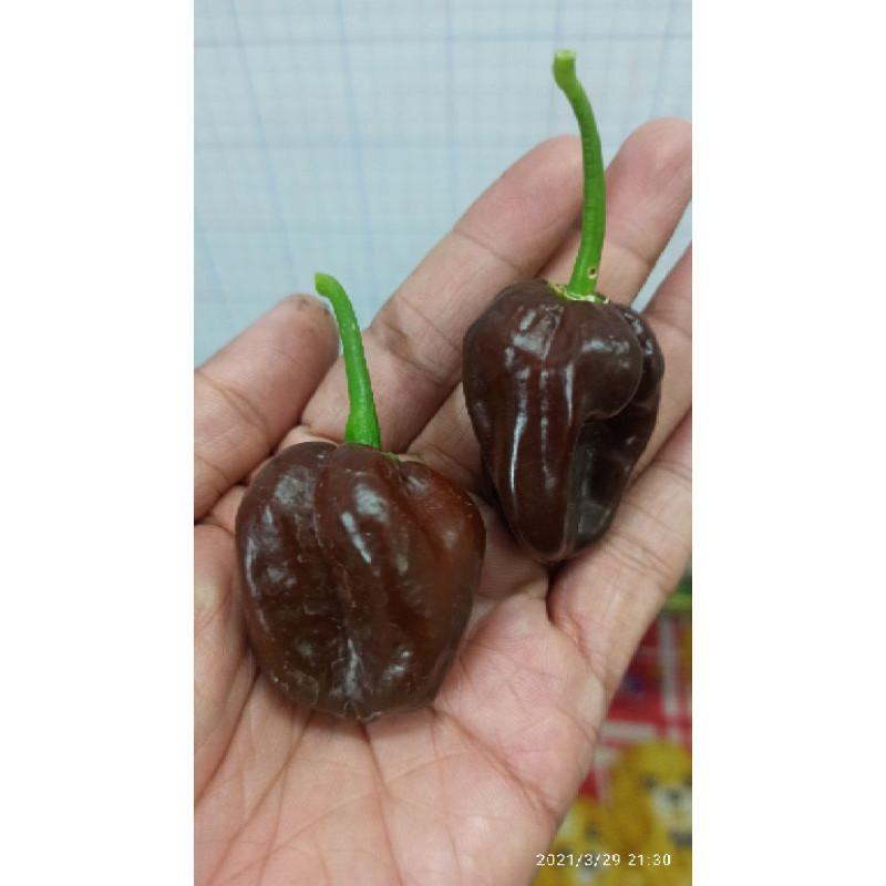 Hạt ớt Habanero chocolate