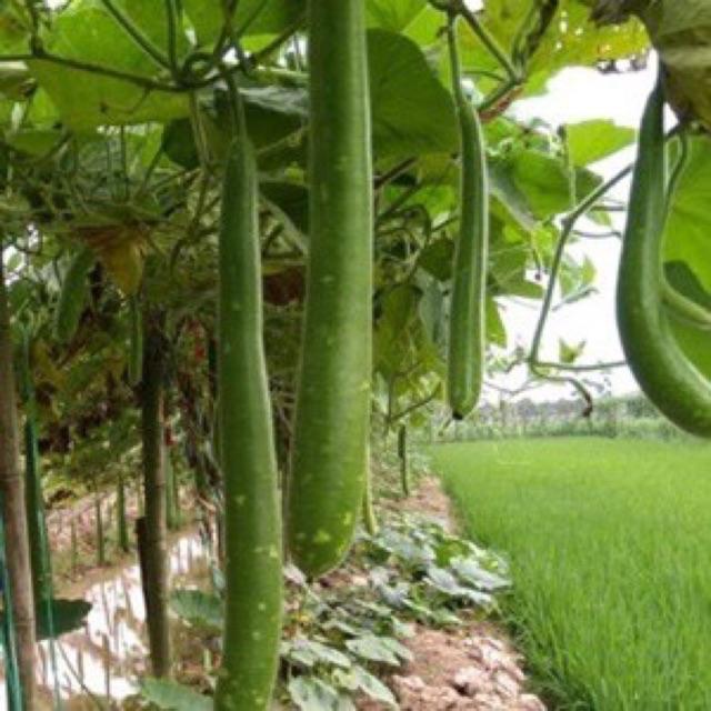 Hạt giống bầu sao trái dài F1