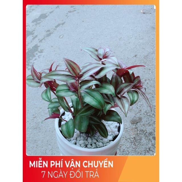 Chậu Thài Lài Tím