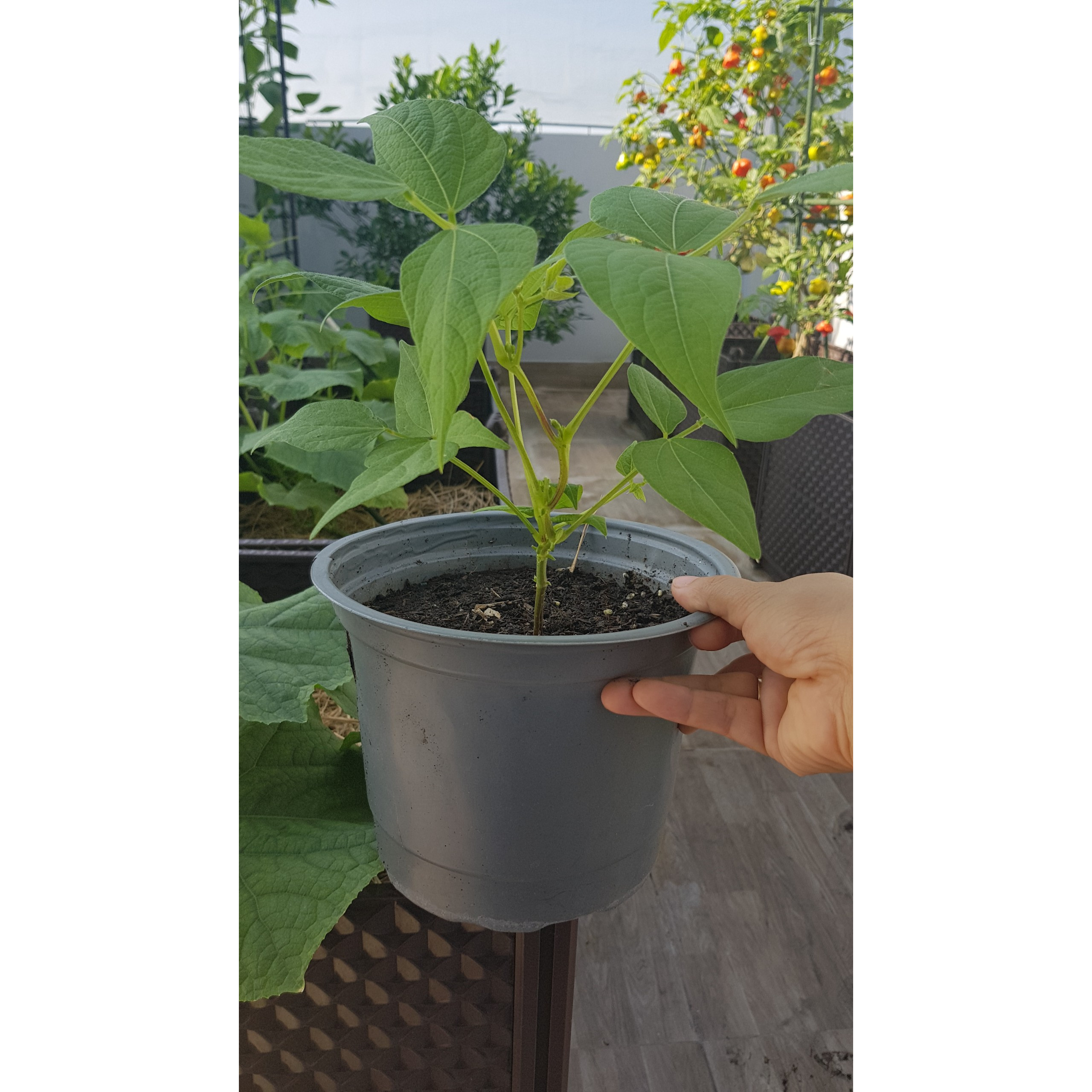 Chậu mềm 16*23cm - set 10 cái