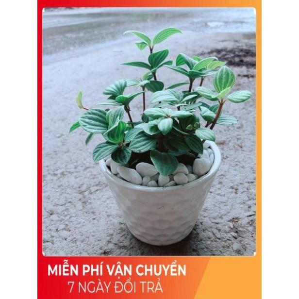 Chậu Cây Kim Cương Hột Xoàn