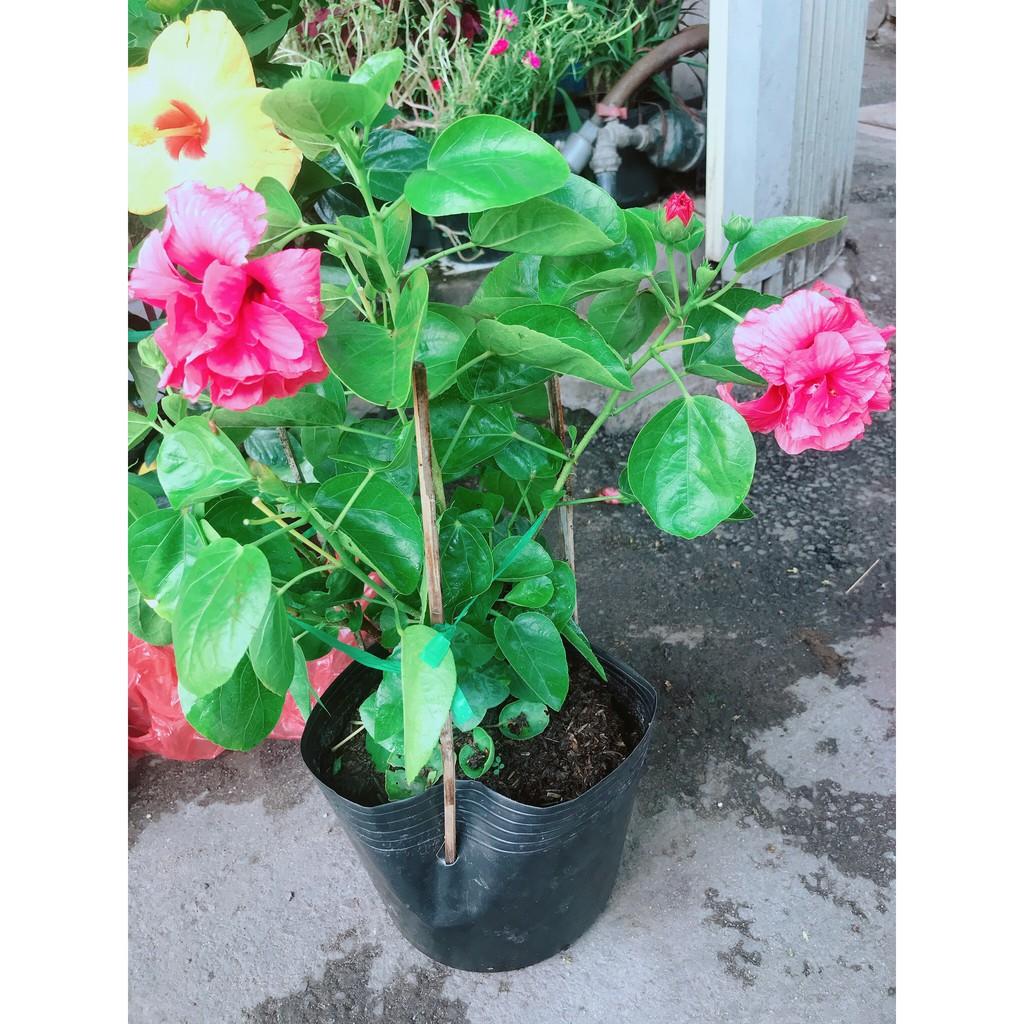 Hoa Dâm Bụt Hồng