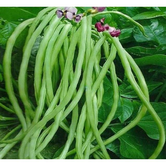 Hạt giống Đậu đũa bụi lùn , đóng gói 20gr