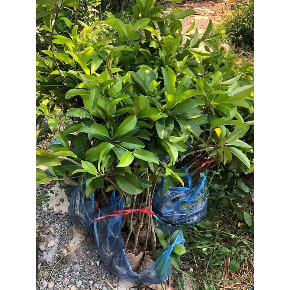 Cây giống Hồng Xiêm Xoài cam kết chất lượng