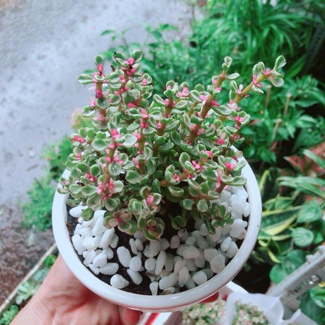 Chậu Đô La Hồng