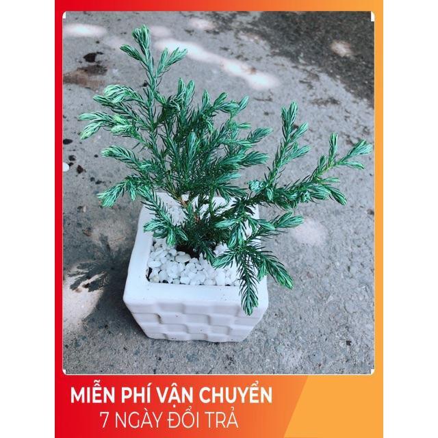 Chậu Tùng Tuyết