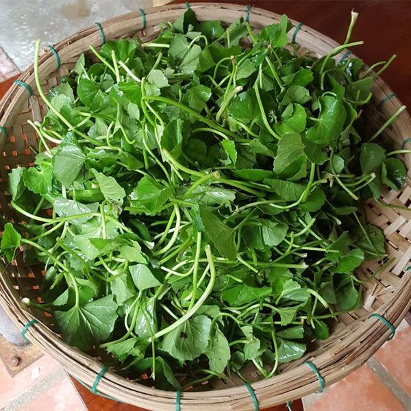 Hạt giống rau má lá nhỏ, đóng gói 0.5gr